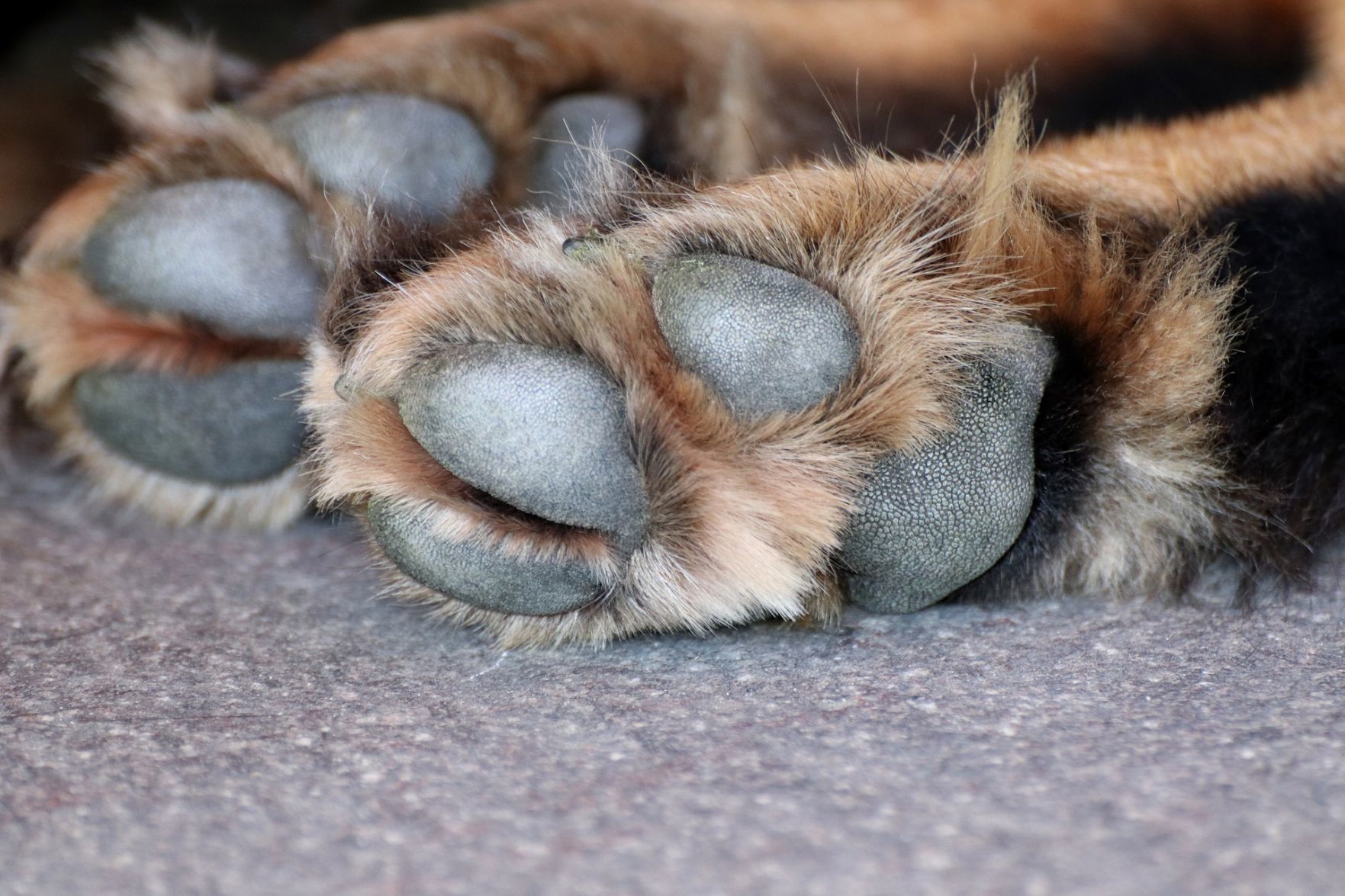 Keep his paws clean.